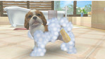 Nintendogs + Cats: Golden Retriever + New Friends Nintendo 3DS Screenshots